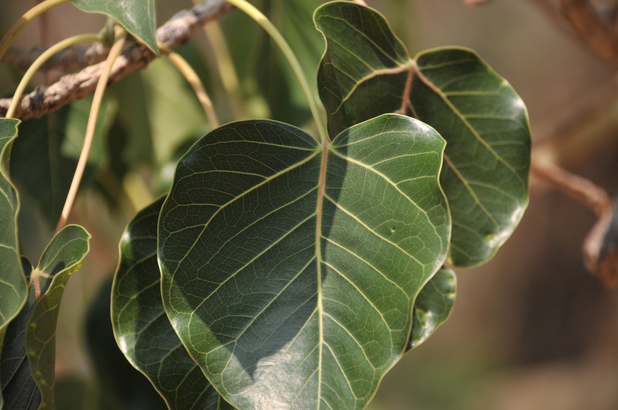 Ficus petiolaris